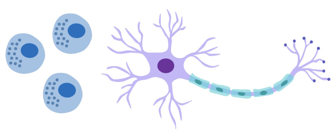 Neuro imune interactions